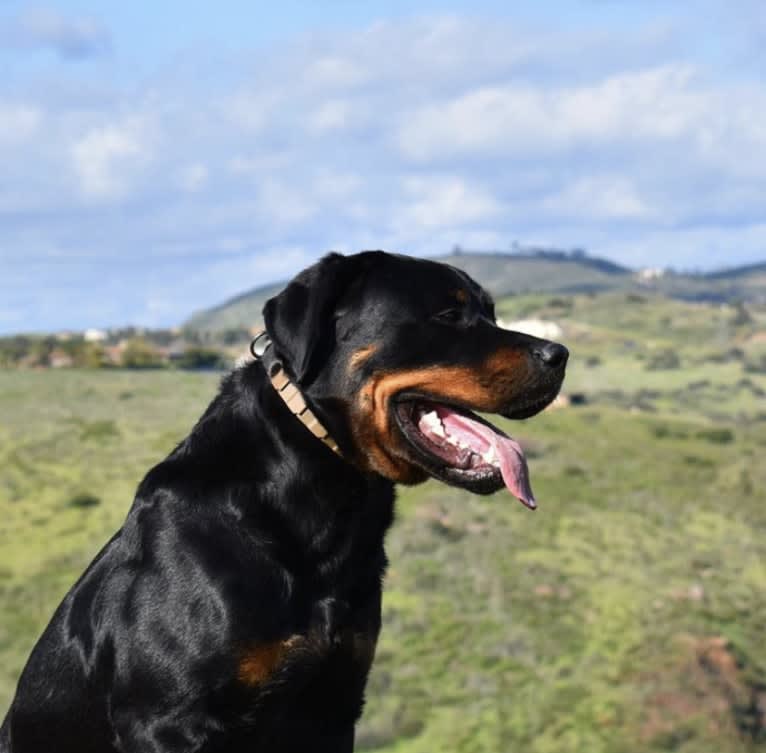 Photo of Wüstenhaus Samson, a Rottweiler  in San Diego, CA, USA