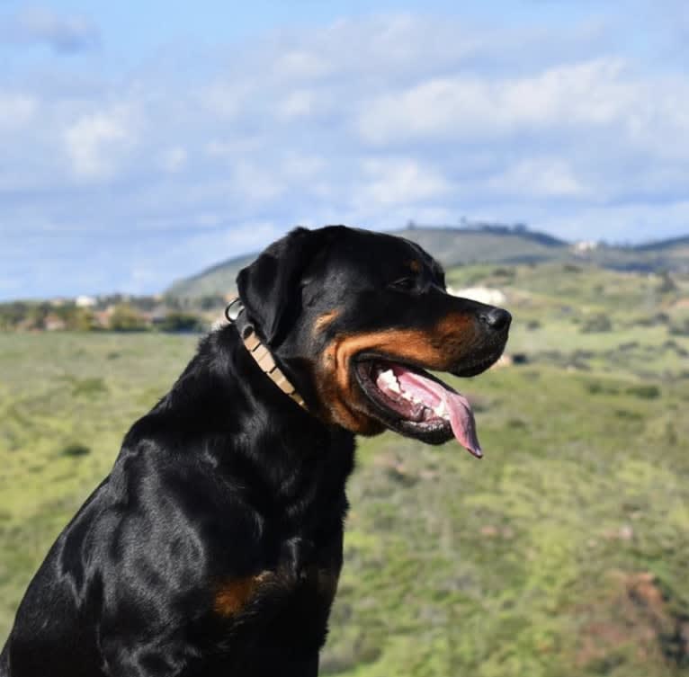 Wüstenhaus Samson, a Rottweiler tested with EmbarkVet.com