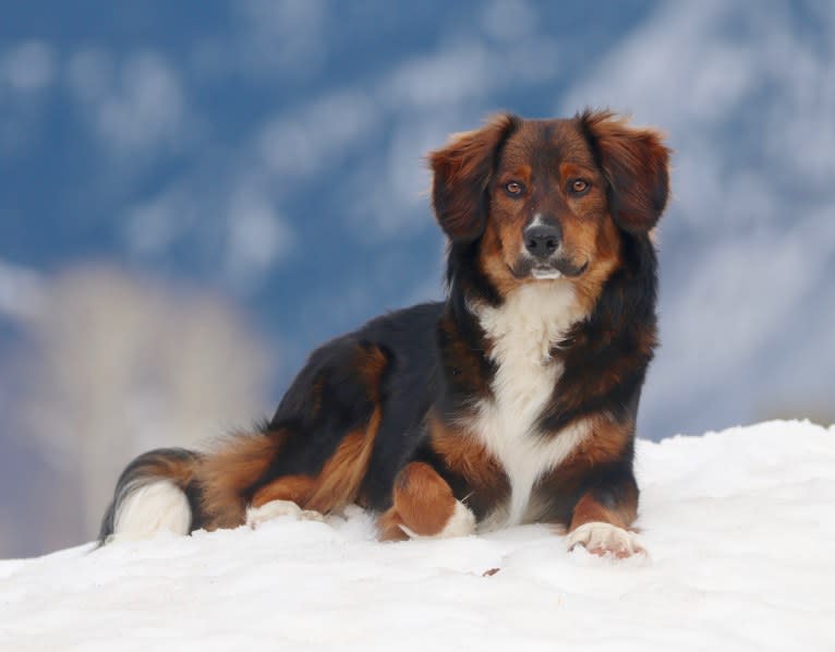 Burley, an English Shepherd tested with EmbarkVet.com