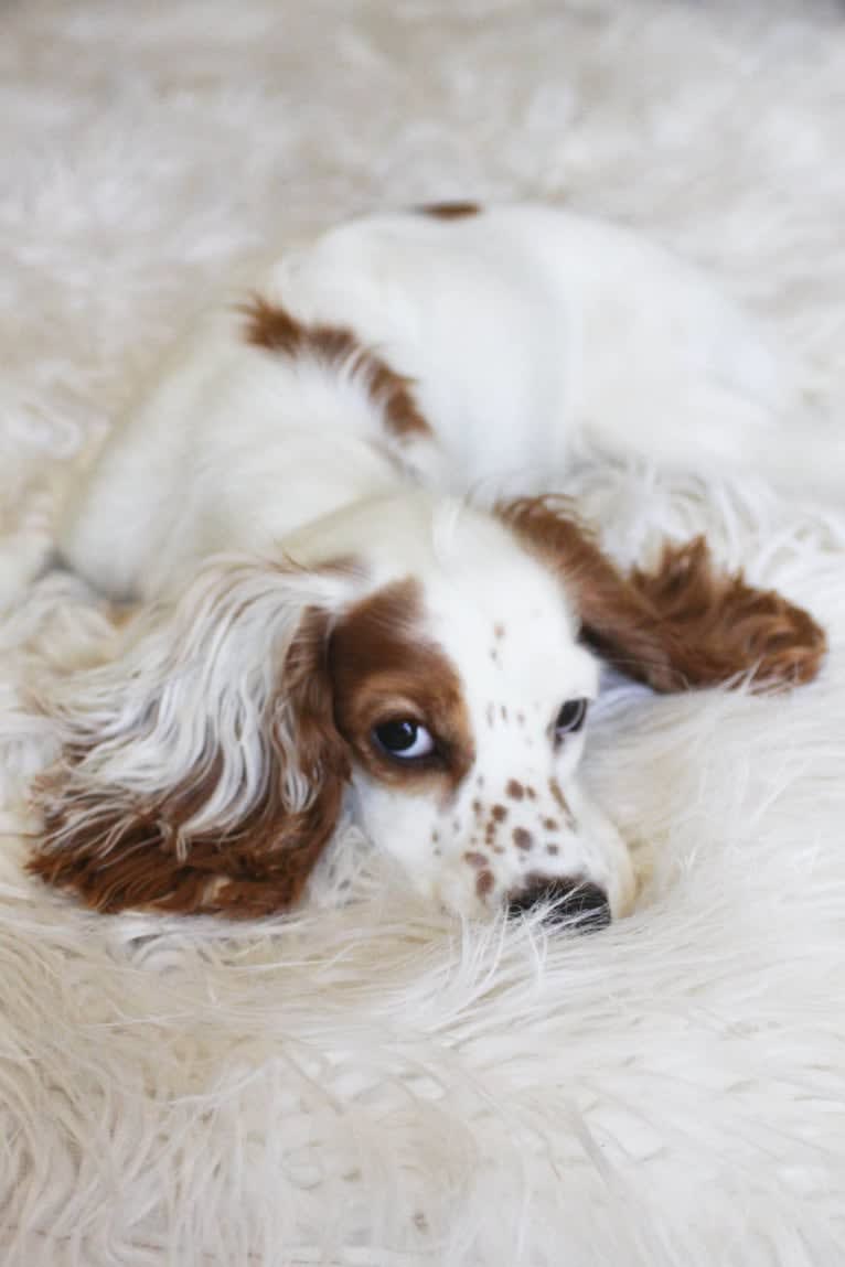 Embark Dog DNA Test - Riesling gallery