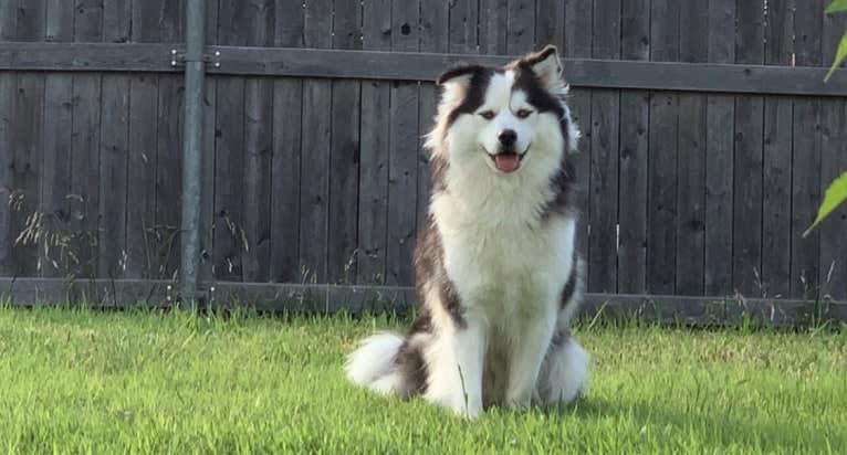 Kali, a Pomsky tested with EmbarkVet.com