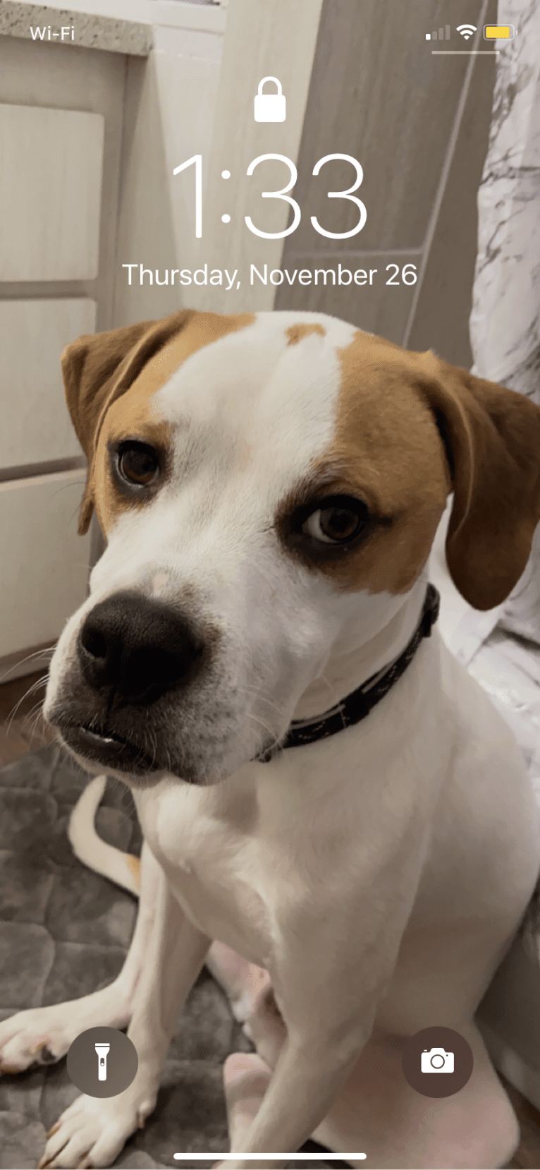 Bowser, an American Pit Bull Terrier and Great Pyrenees mix tested with EmbarkVet.com