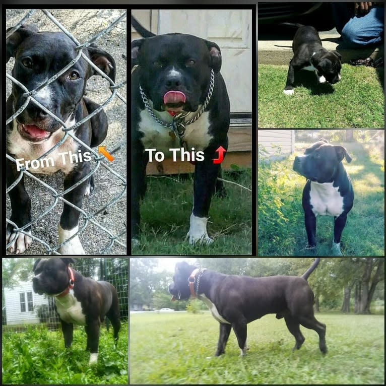 Hulk-E-Boy, an American Bully tested with EmbarkVet.com