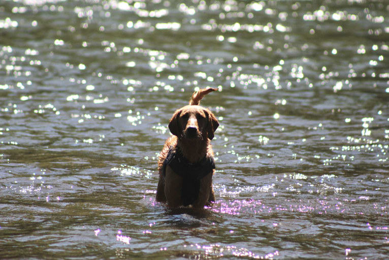 Murphy, a Labradoodle tested with EmbarkVet.com