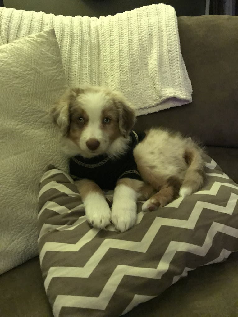 Harrison, an Australian Shepherd and Border Collie mix tested with EmbarkVet.com