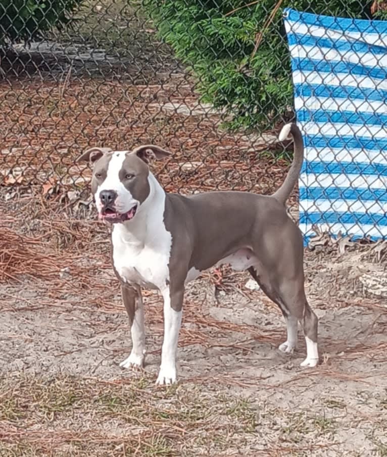 "X" (Dmx), an American Pit Bull Terrier tested with EmbarkVet.com