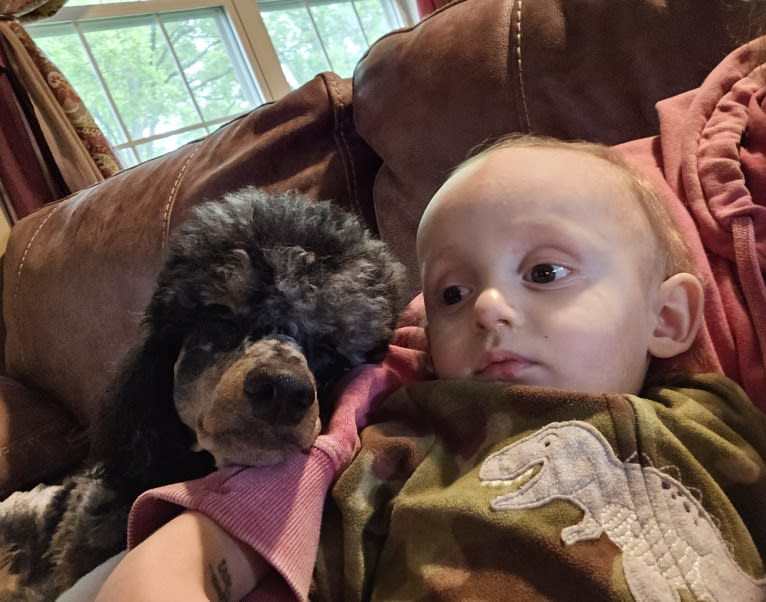 Nash, a Poodle tested with EmbarkVet.com