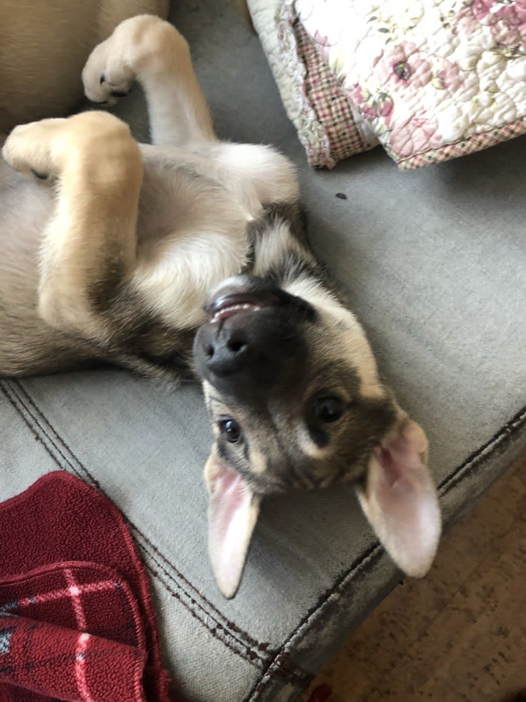 Mittsie Winkelman, a Siberian Husky and German Shepherd Dog mix tested with EmbarkVet.com