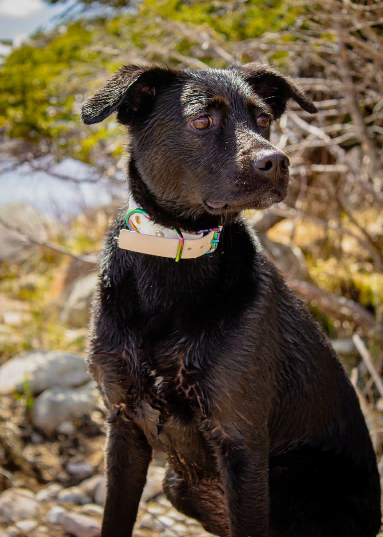 Cinder, a Newfoundland and Labrador Retriever mix tested with EmbarkVet.com