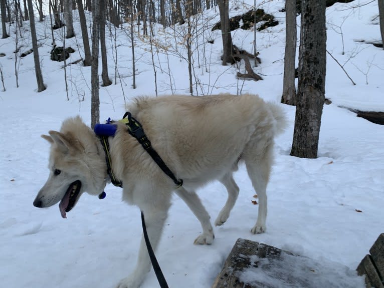 Hunter, an Alaskan Malamute and Greenland Dog mix tested with EmbarkVet.com