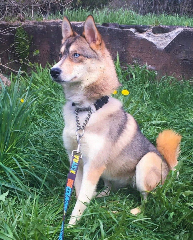 Pandora, a Siberian Husky and German Shepherd Dog mix tested with EmbarkVet.com