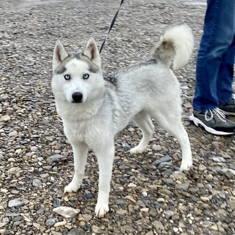 SZ Rolling Acres' River, a Pomsky tested with EmbarkVet.com
