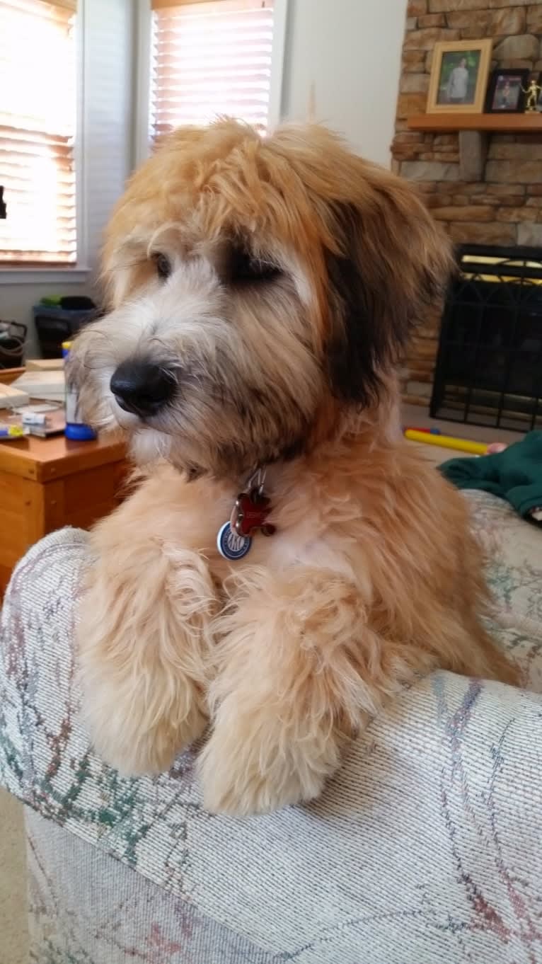 Desmond, a Soft Coated Wheaten Terrier tested with EmbarkVet.com