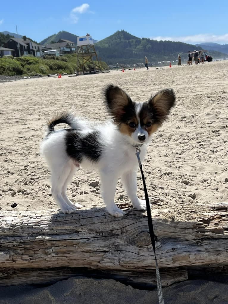 Cowboy, a Papillon tested with EmbarkVet.com