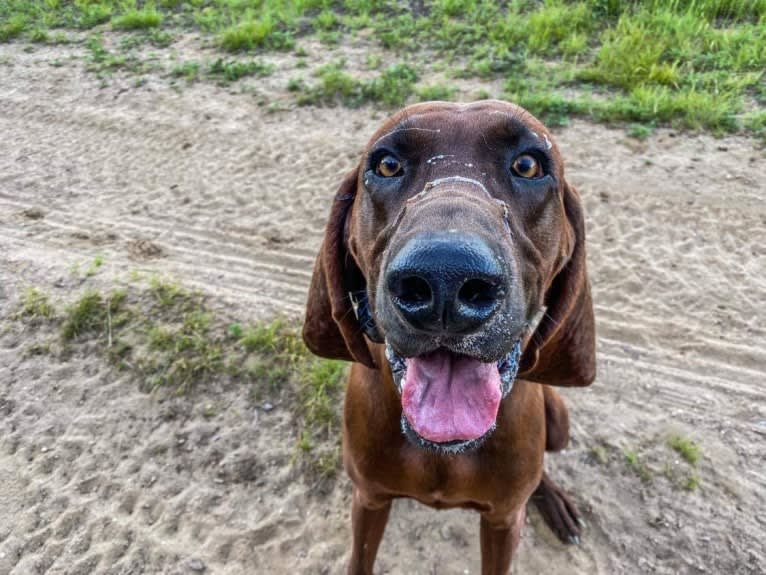 River Styx Dirtdog Hank, a Redbone Coonhound tested with EmbarkVet.com
