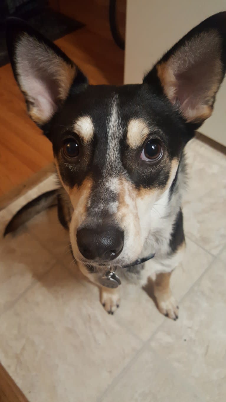 Penny, an Australian Cattle Dog and Rottweiler mix tested with EmbarkVet.com
