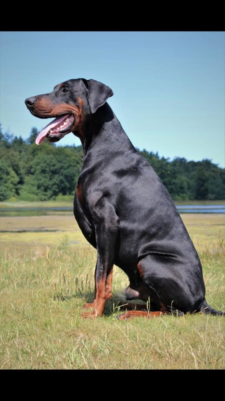 Tyson, a Doberman Pinscher tested with EmbarkVet.com