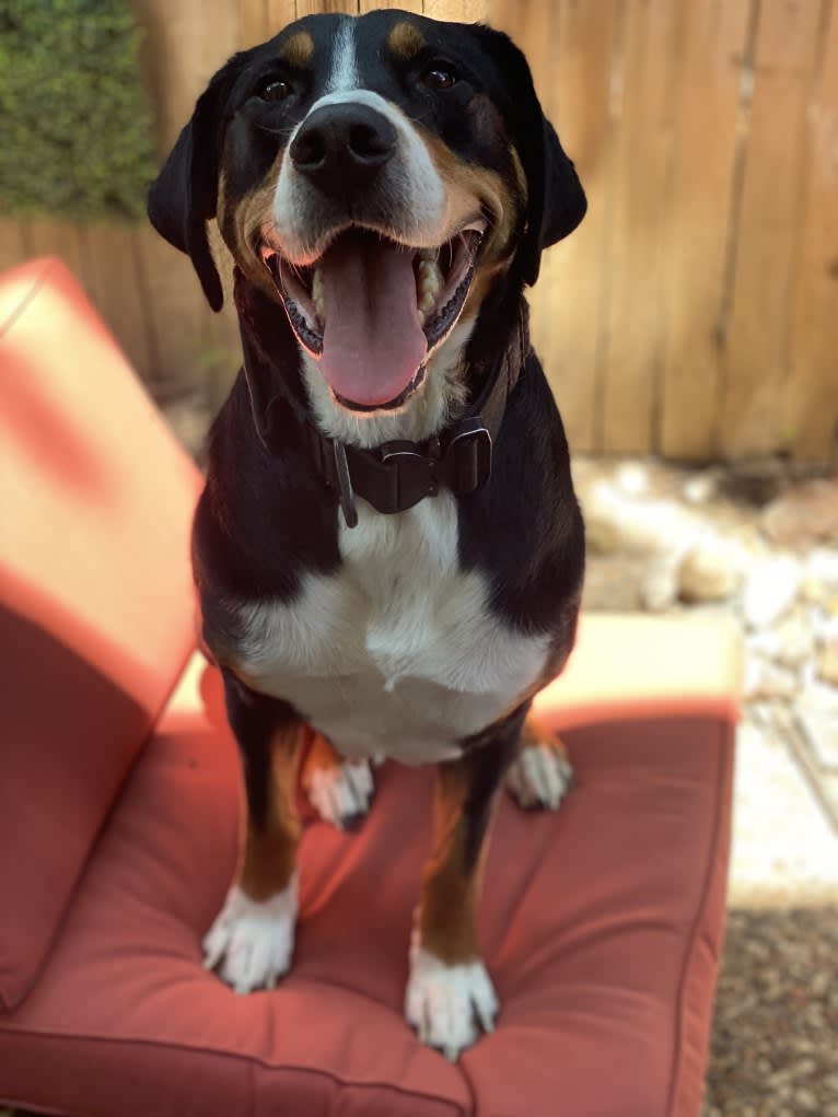 Bart, a Greater Swiss Mountain Dog tested with EmbarkVet.com