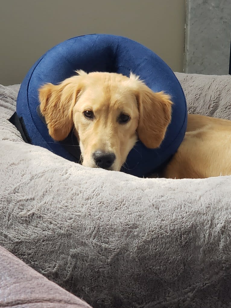 Fauna, a Golden Retriever (7.8% unresolved) tested with EmbarkVet.com