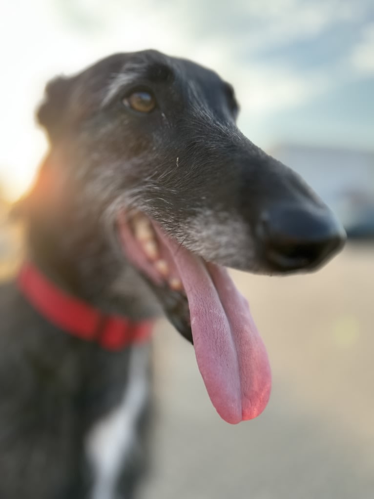 Jamie, a Belgian Malinois and Greyhound mix tested with EmbarkVet.com