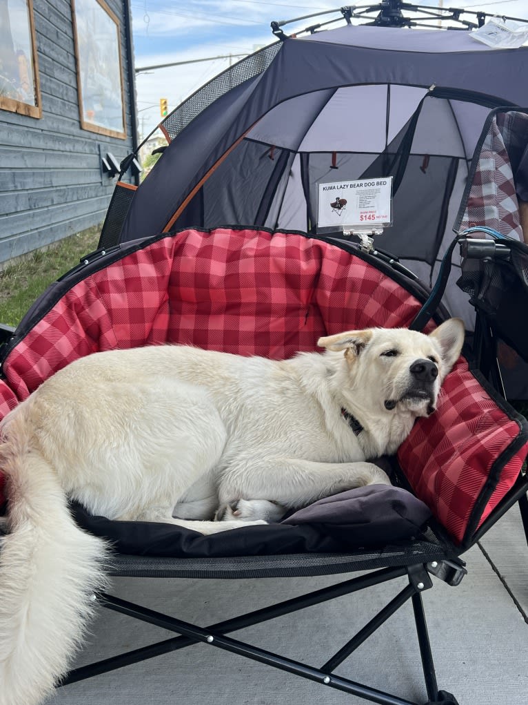 Walter, an Alaskan Malamute and Siberian Husky mix tested with EmbarkVet.com