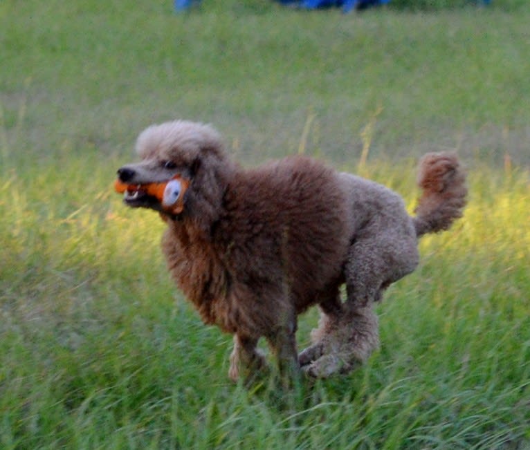 Rio, a Poodle tested with EmbarkVet.com