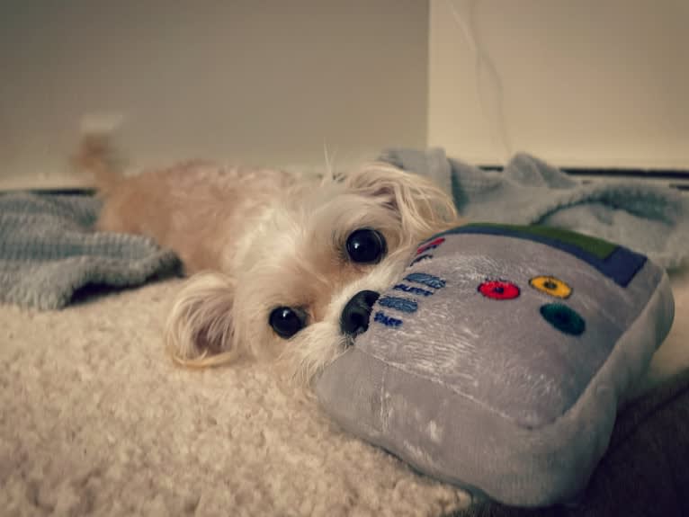 Cannoli, a Chihuahua and Lhasa Apso mix tested with EmbarkVet.com
