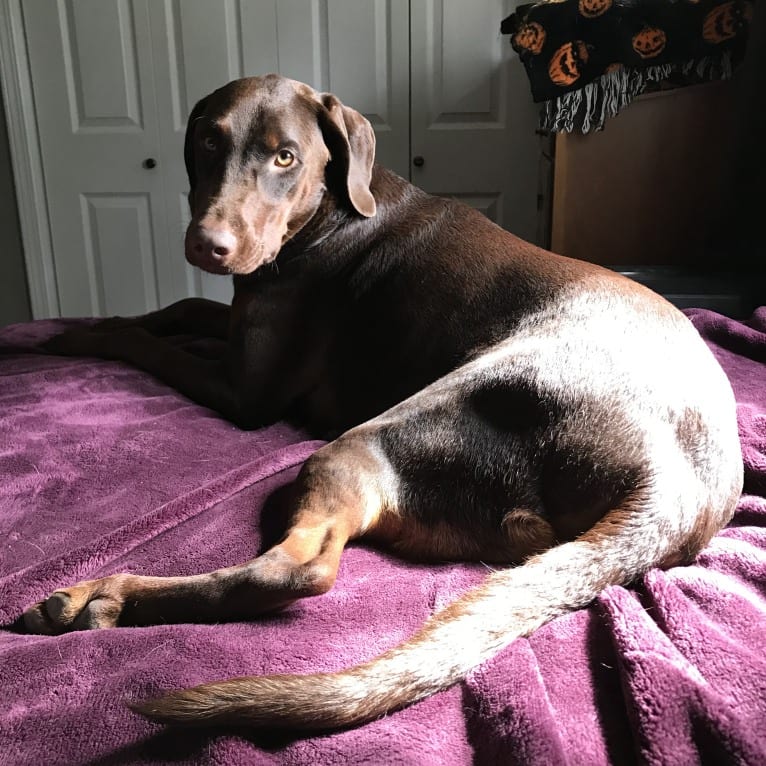 Minerva, a Doberman Pinscher and Golden Retriever mix tested with EmbarkVet.com