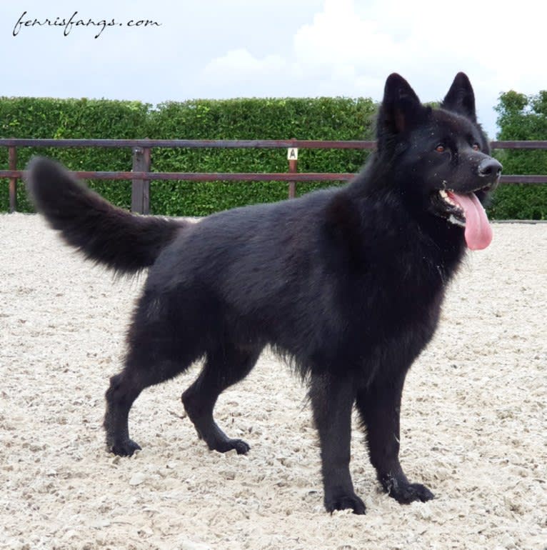 DARYUN, a German Shepherd Dog tested with EmbarkVet.com