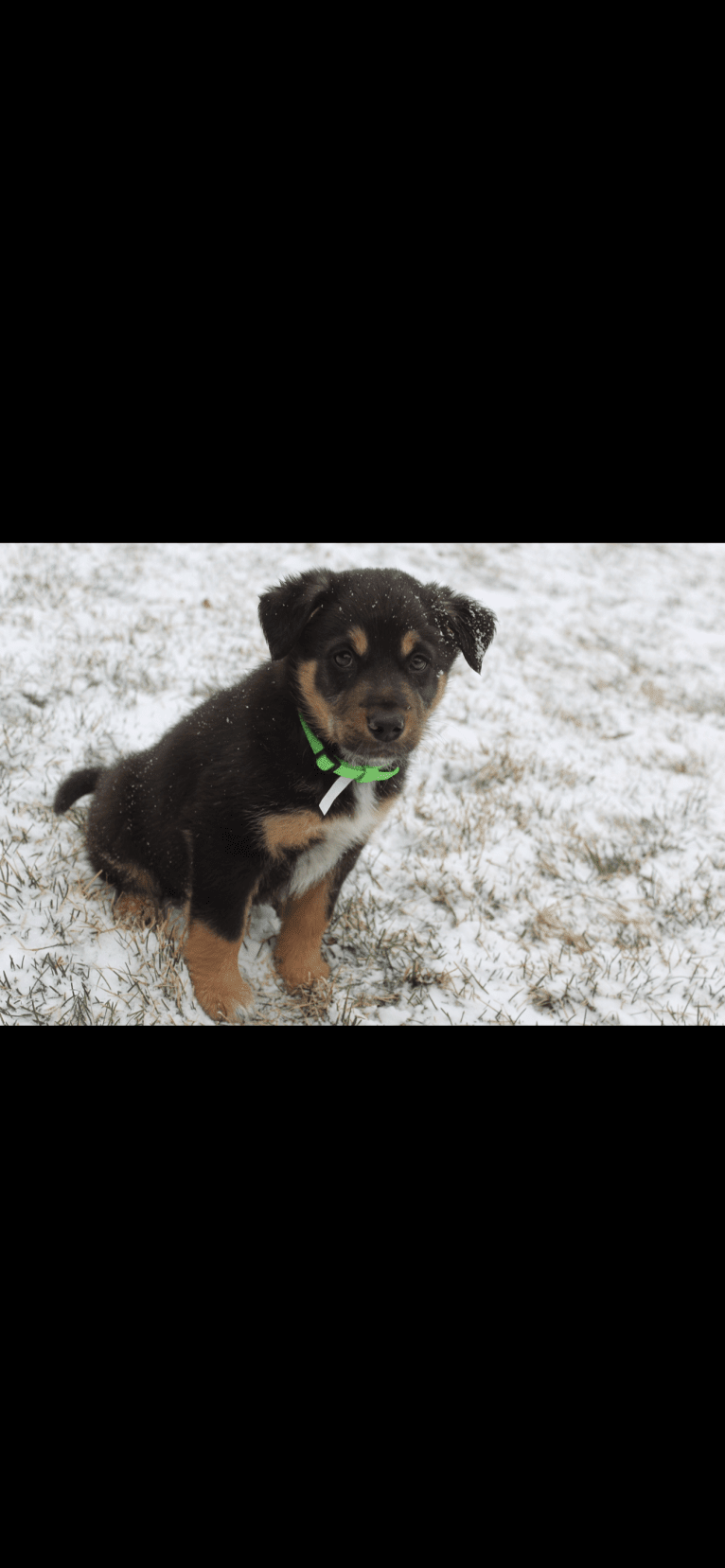 Cornelius, a Border Collie and Labrador Retriever mix tested with EmbarkVet.com