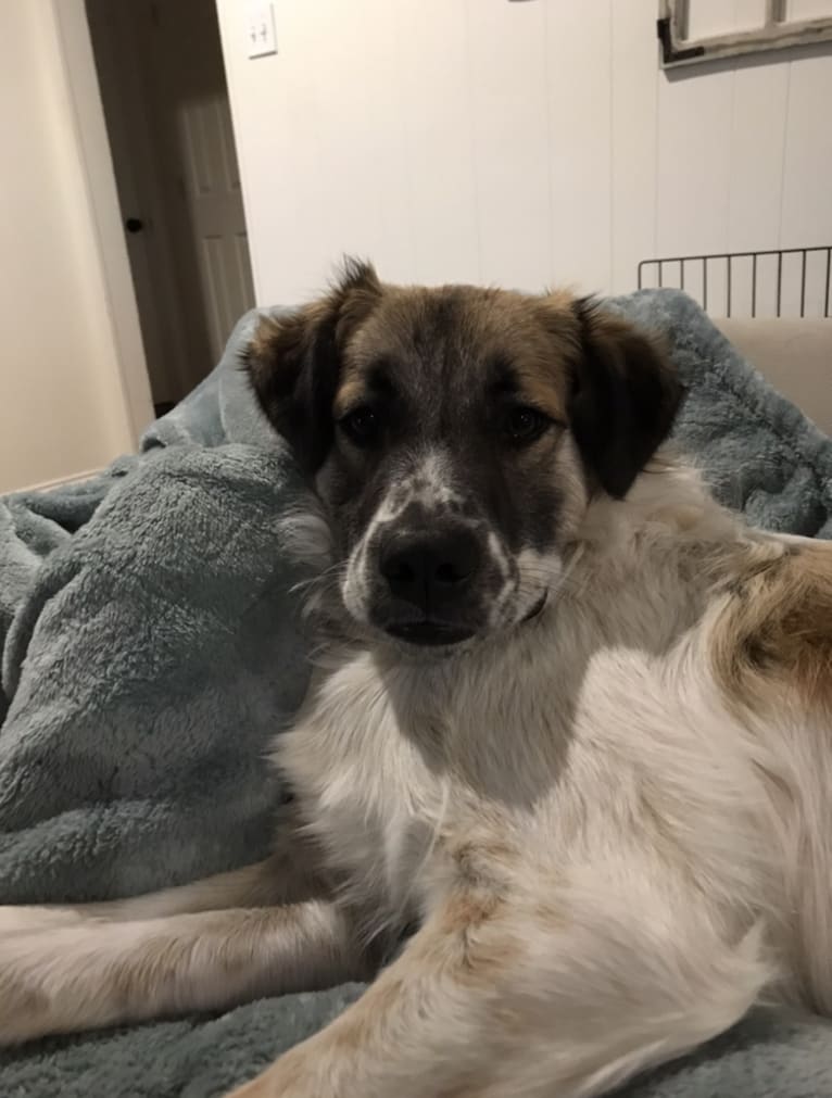 Whitney, a Great Pyrenees and Australian Cattle Dog mix tested with EmbarkVet.com