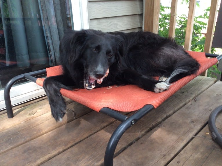 Zane, a Shetland Sheepdog and Labrador Retriever mix tested with EmbarkVet.com