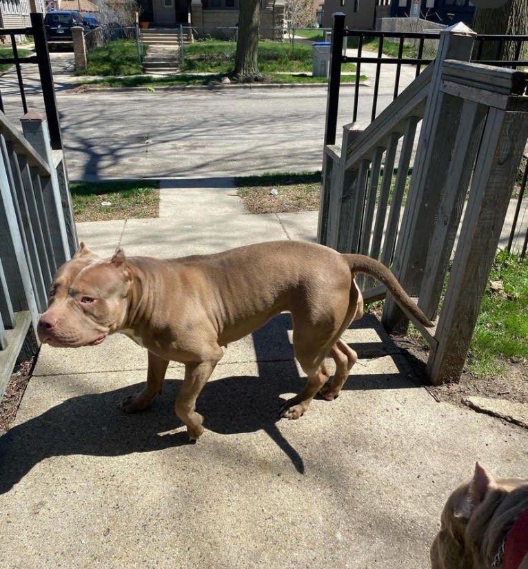 Teally, an American Bully tested with EmbarkVet.com