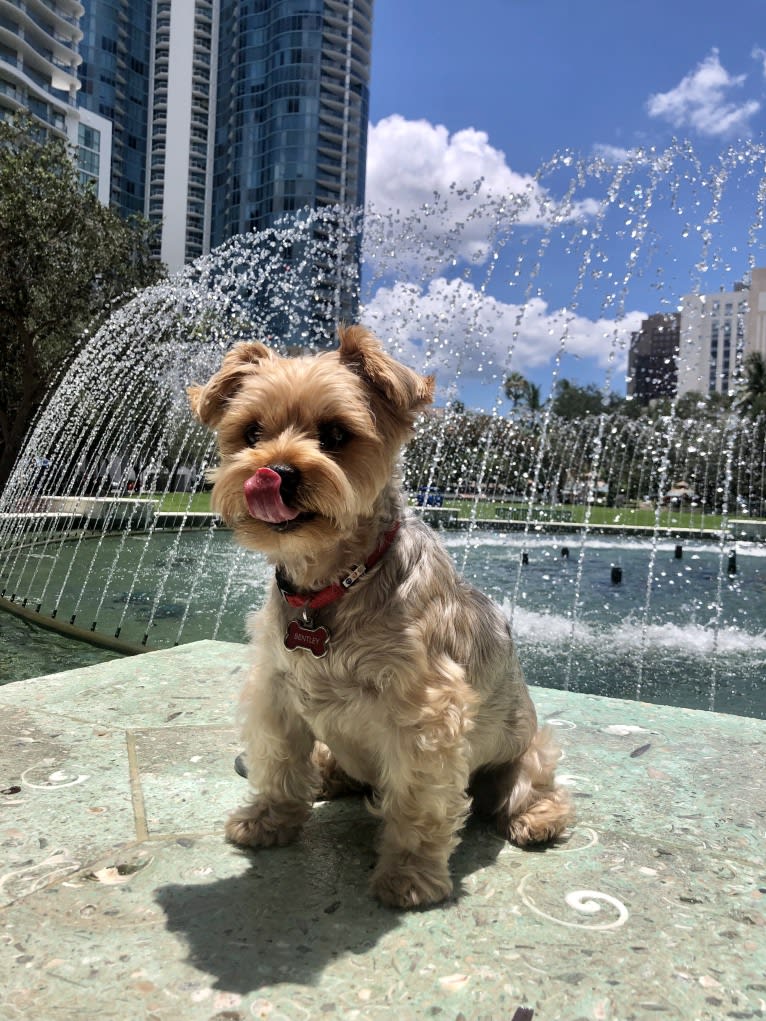 Bentley, a Yorkshire Terrier tested with EmbarkVet.com