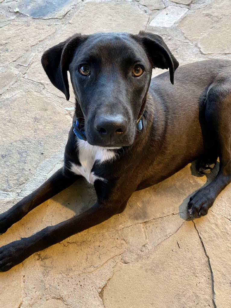 Buddy, a Pointer and American Pit Bull Terrier mix tested with EmbarkVet.com