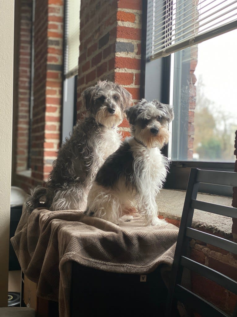 Fallon, a Miniature Schnauzer and Russell-type Terrier mix tested with EmbarkVet.com