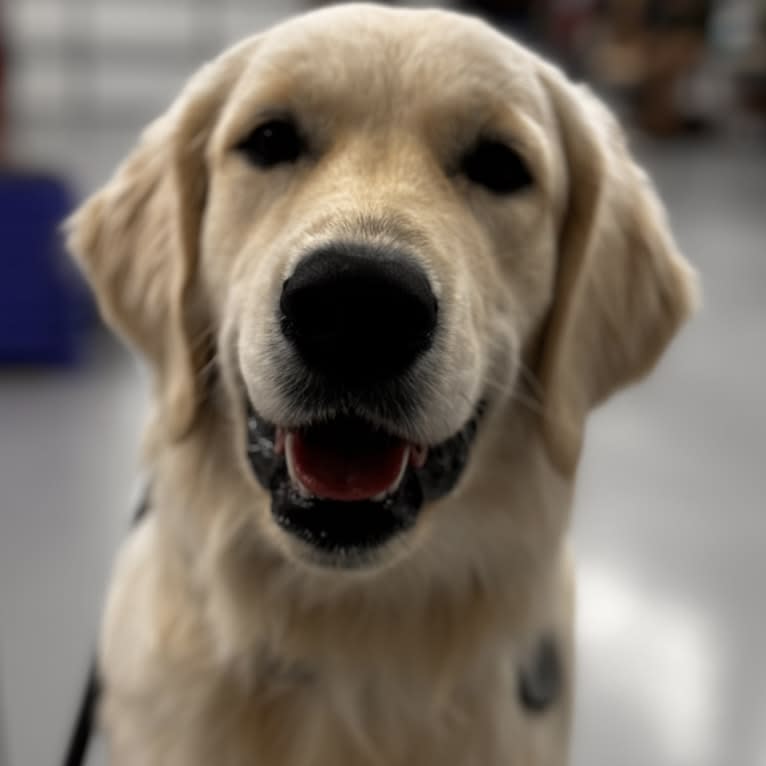 RIGGINS, a Golden Retriever tested with EmbarkVet.com