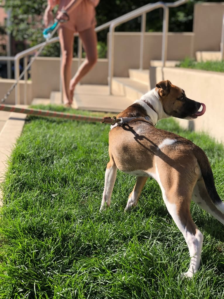 Oakley, a Boxer and American Pit Bull Terrier mix tested with EmbarkVet.com