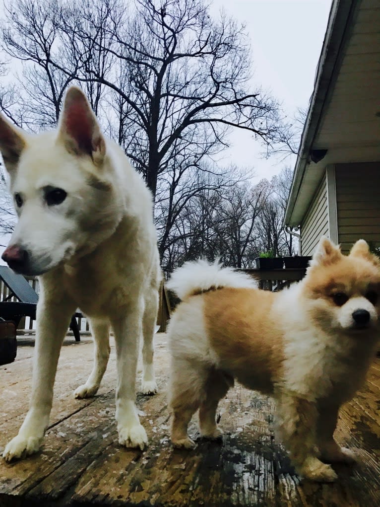 Techno, a Pomeranian tested with EmbarkVet.com