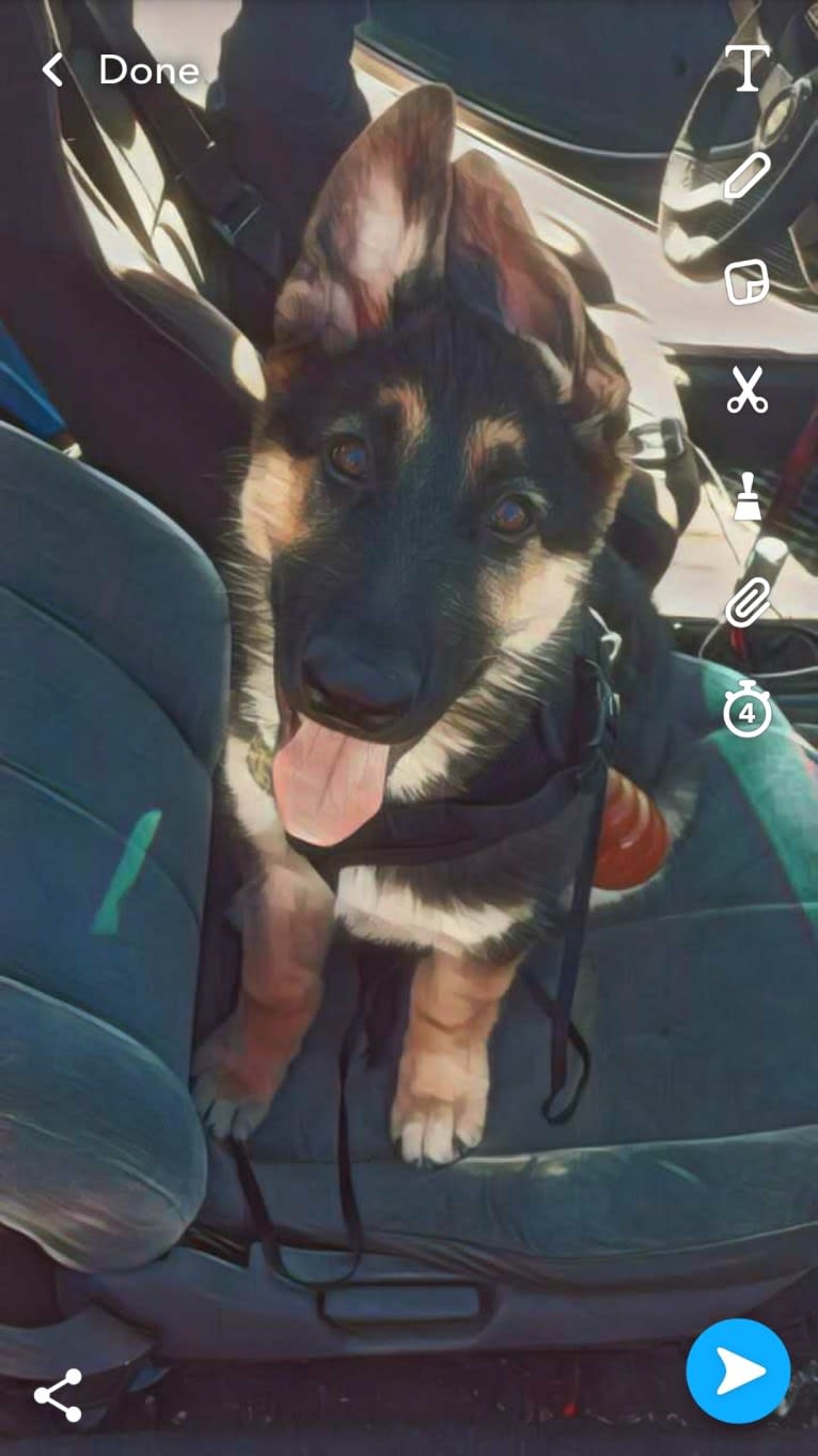 Tank, a German Shepherd Dog tested with EmbarkVet.com