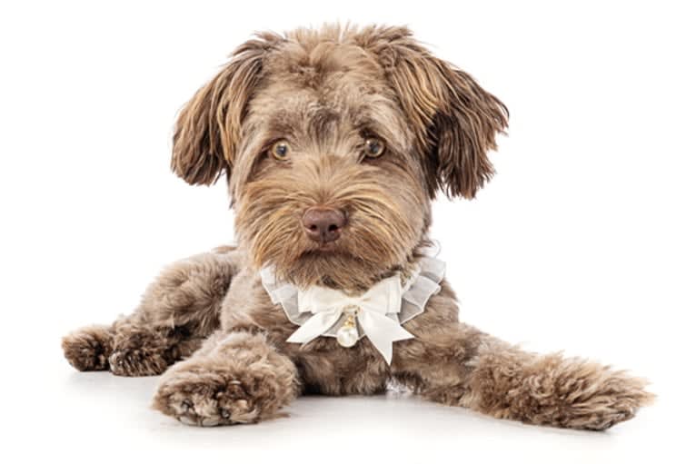 Hazel, a Havanese tested with EmbarkVet.com