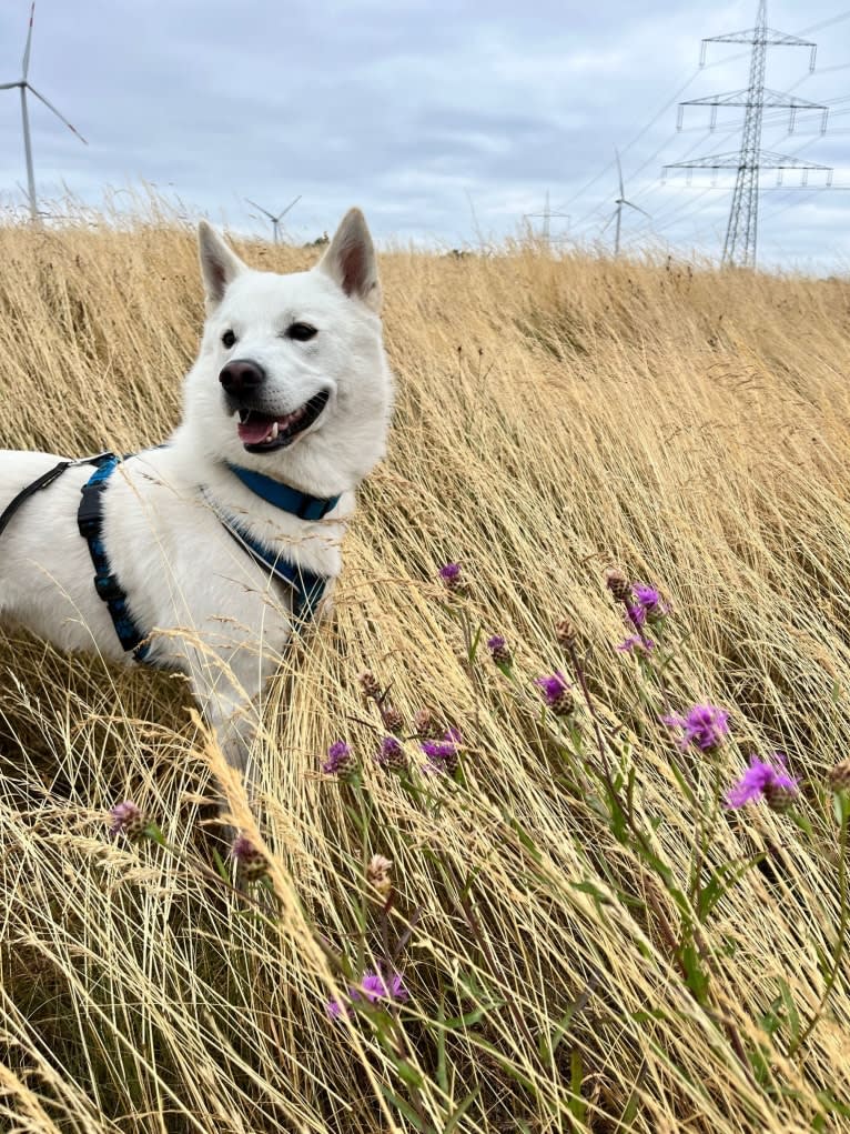 Mallow, a Canaan Dog tested with EmbarkVet.com