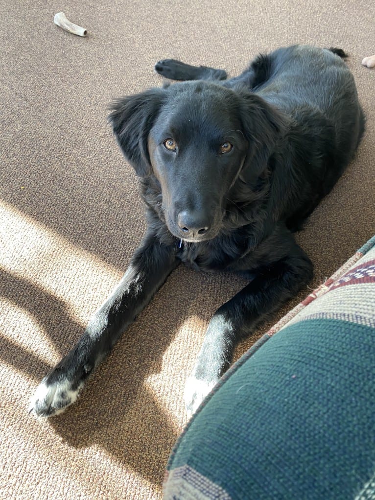 Care Bear Ross, a Labrador Retriever and Australian Cattle Dog mix tested with EmbarkVet.com