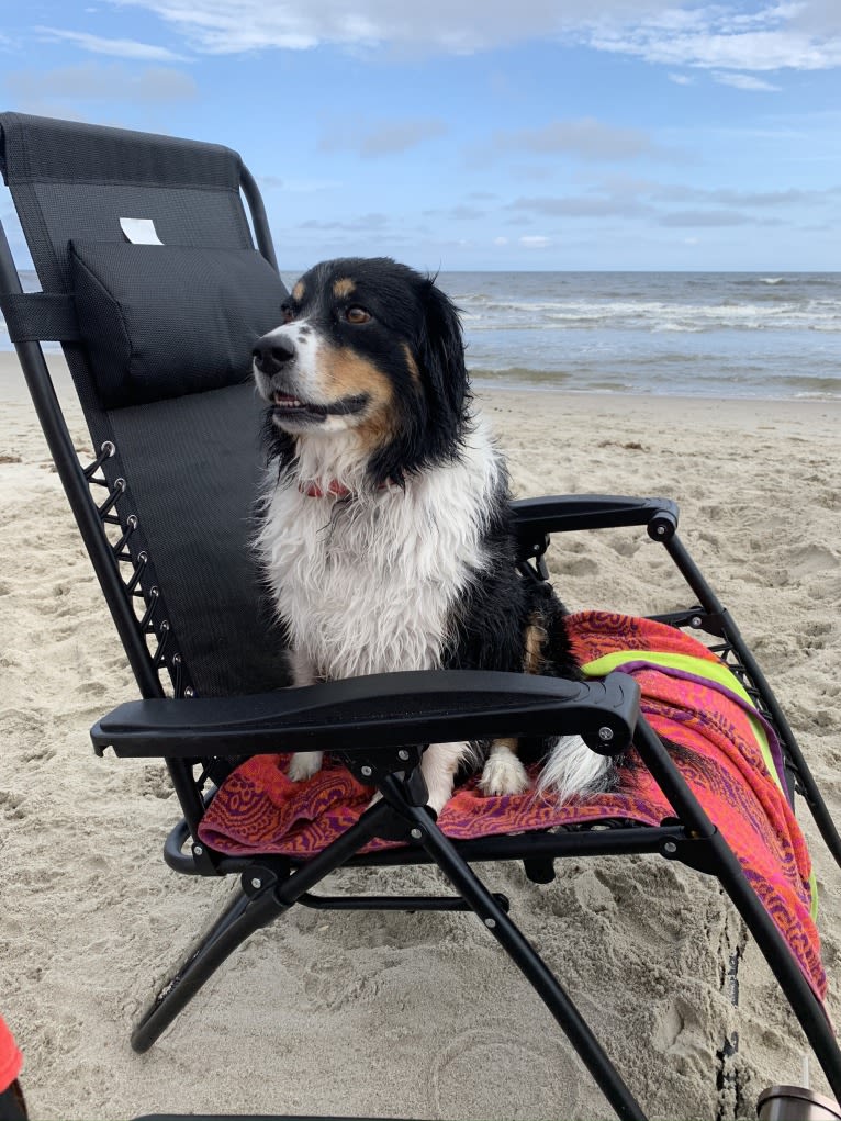 Scarlett, a Brittany and Australian Shepherd mix tested with EmbarkVet.com