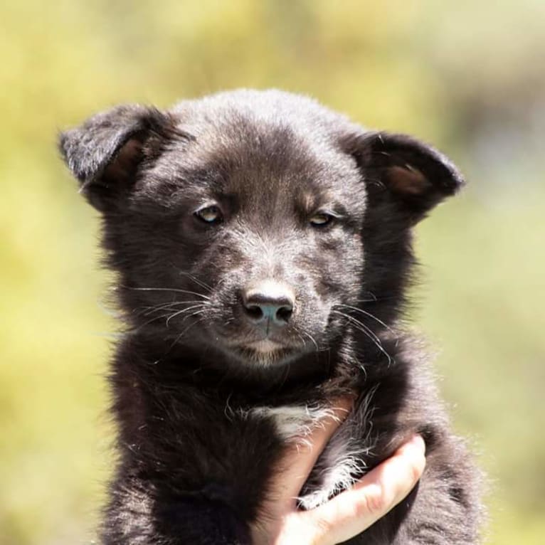 Warden, a Karelian Bear Dog and Irish Wolfhound mix tested with EmbarkVet.com