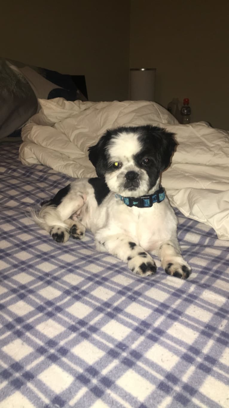 McGregor, a Shih Tzu tested with EmbarkVet.com