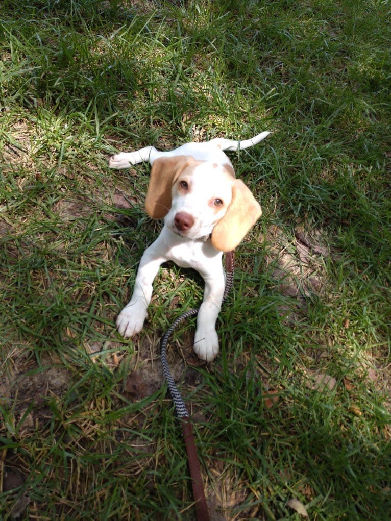 Lusa, a Beagle tested with EmbarkVet.com