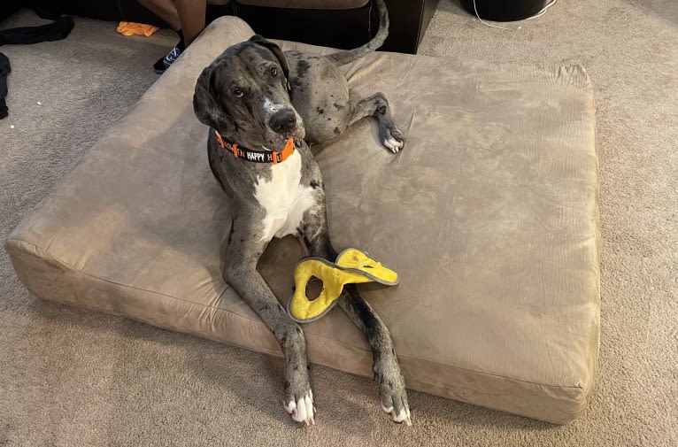 Blue, a Great Dane tested with EmbarkVet.com