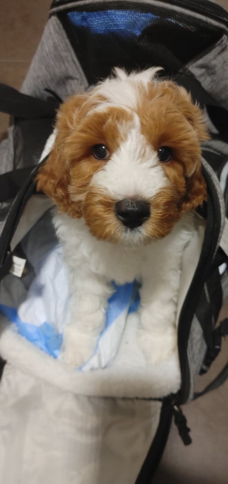 Marshal, a Poodle (Small) and Poodle (Standard) mix tested with EmbarkVet.com