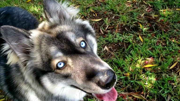 KYLO, a Siberian Husky tested with EmbarkVet.com